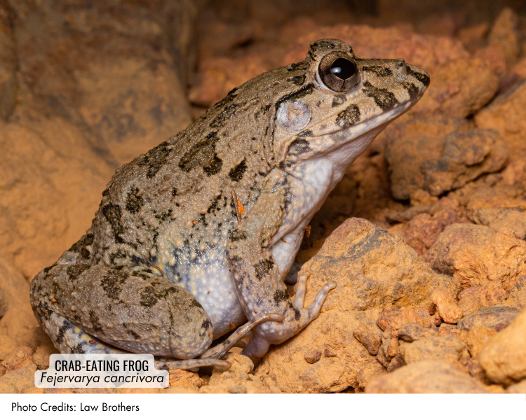 Crab-eating Frog (Fejervarya cancrivora)